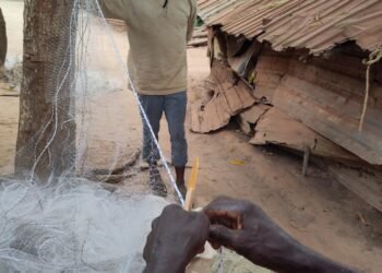 Boké : les effets néfastes de l’exploitation de la bauxite sur les activités d’élevage et de pêche (Rapport)