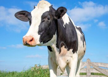 Labé : un père de famille tué par une vache à N’djolou