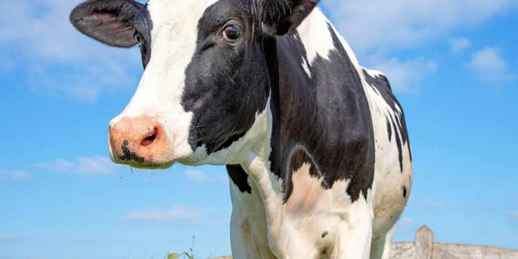 Labé : un père de famille tué par une vache à N’djolou