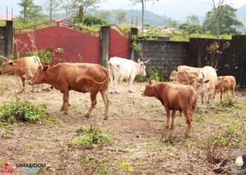 Élevage bovin : la Guinée mise sur 2 500 bovins brésiliens pour booster sa production