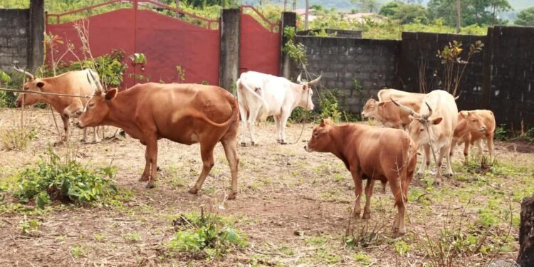 Élevage bovin : la Guinée mise sur 2 500 bovins brésiliens pour booster sa production