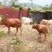 Élevage bovin : la Guinée mise sur 2 500 bovins brésiliens pour booster sa production