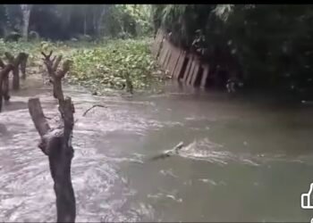 Boké / Tanéné : les fortes pluies emportent le seul pont en bois reliant plusieurs villages au centre-ville