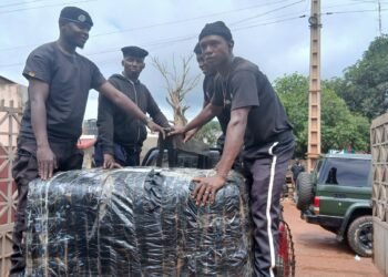 Kindia : plus de 150 kg de chanvre indien saisis, un suspect interpellé