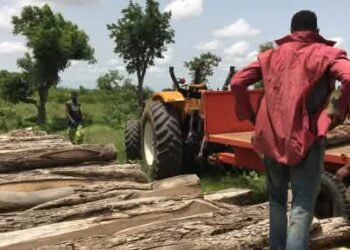 Environnement : levée de la suspension des activités liées à l’exploitation du bois en Guinée