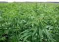 Kaloum : découverte d’une plantation de cannabis lors d’une opération  de démantèlement