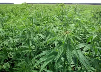 Kaloum : découverte d’une plantation de cannabis lors d’une opération  de démantèlement