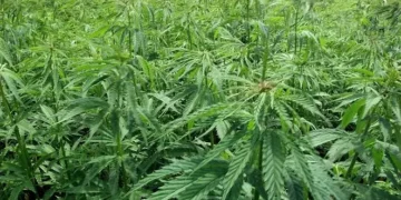 Kaloum : découverte d’une plantation de cannabis lors d’une opération  de démantèlement