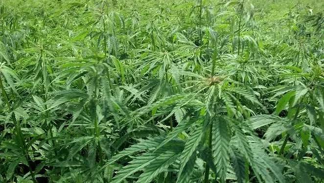 Kaloum : découverte d’une plantation de cannabis lors d’une opération  de démantèlement