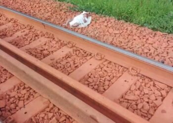 Kolaboui : un nouveau-né retrouvé abandonné sur les rails à Mansaliya, une mère présumée interpellée